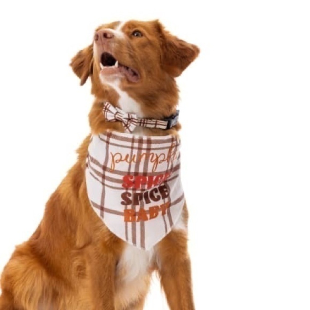 Pumpkin spice spice baby Matching Fall Pet Collar & Pet Bandana Set S/M